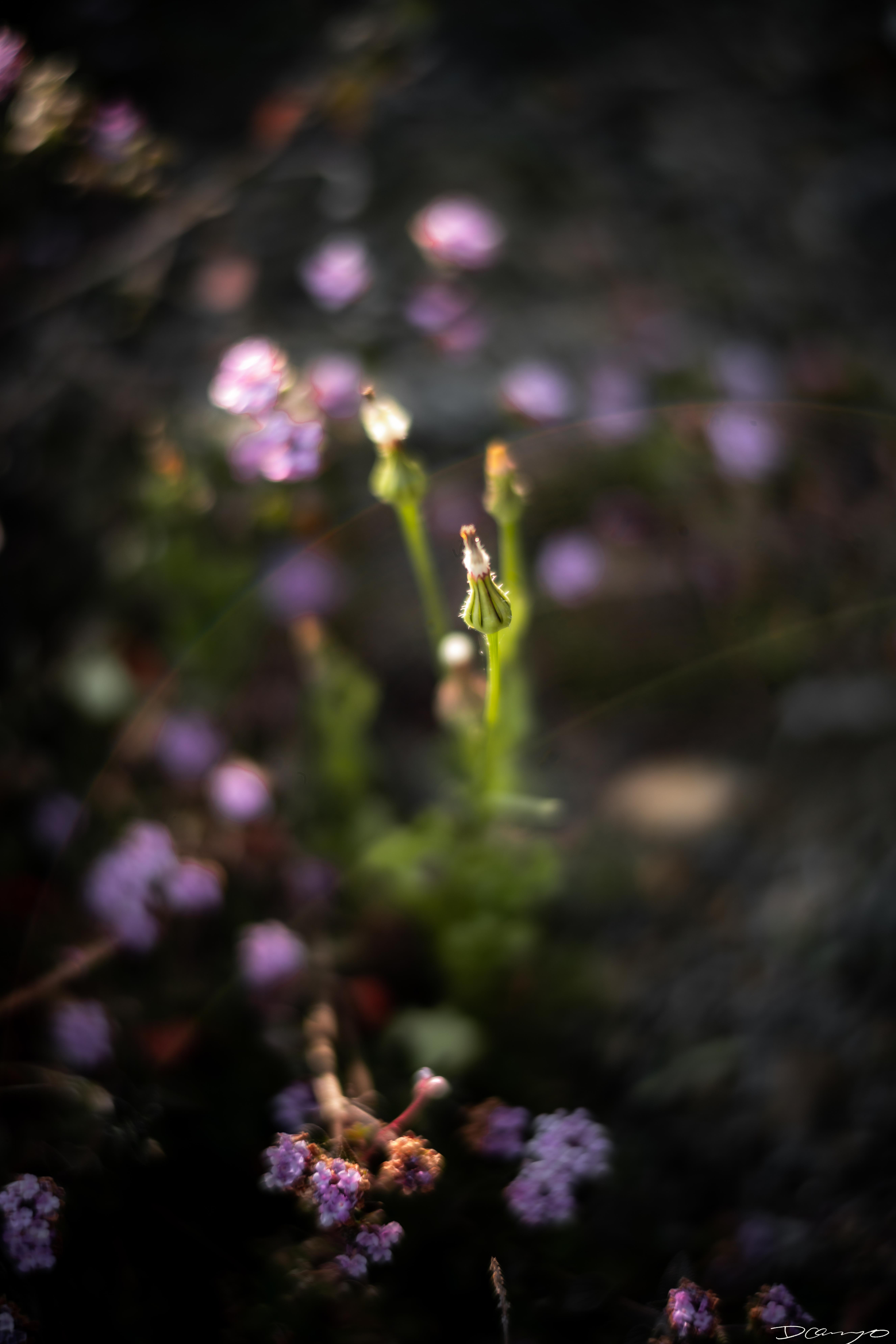 Photos of flowers, focaccia, fun Lucky Charms, and pretty Berkeley neighborhood sights.